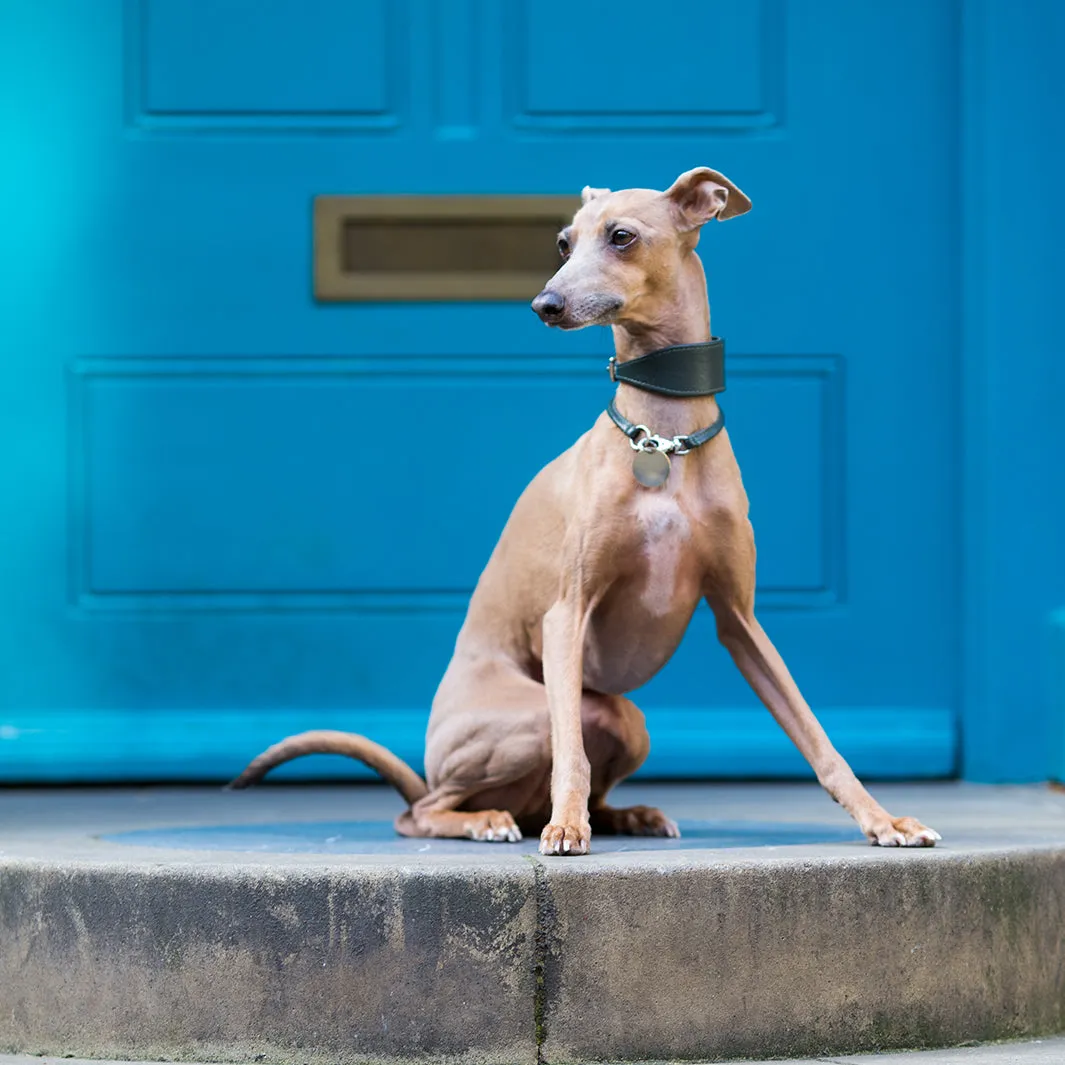 Leather Italian Greyhound Dog Collars by Petiquette