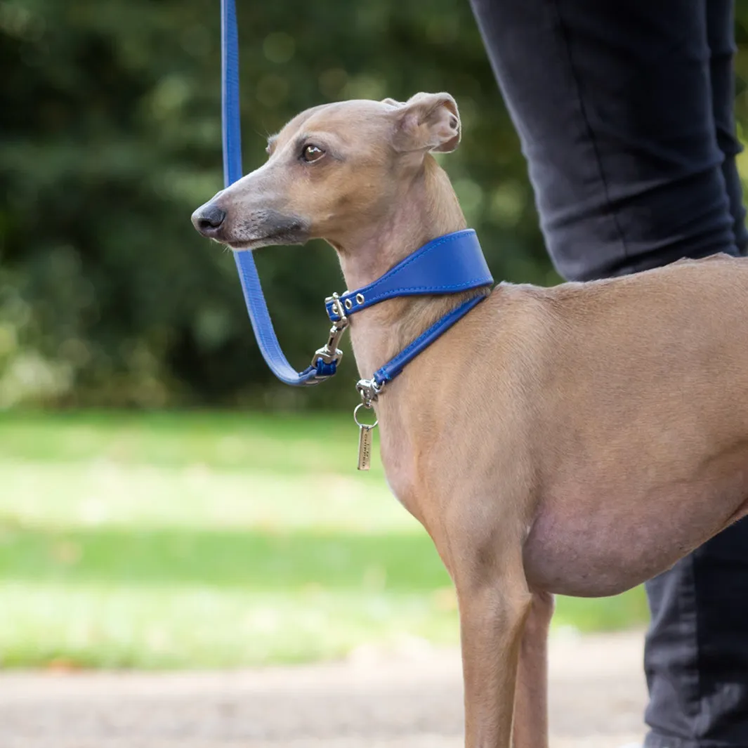 Leather Italian Greyhound Dog Collars by Petiquette