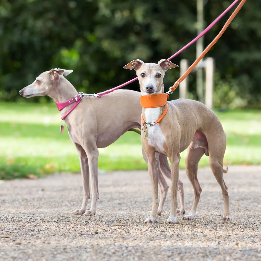 Leather Italian Greyhound Dog Collars by Petiquette