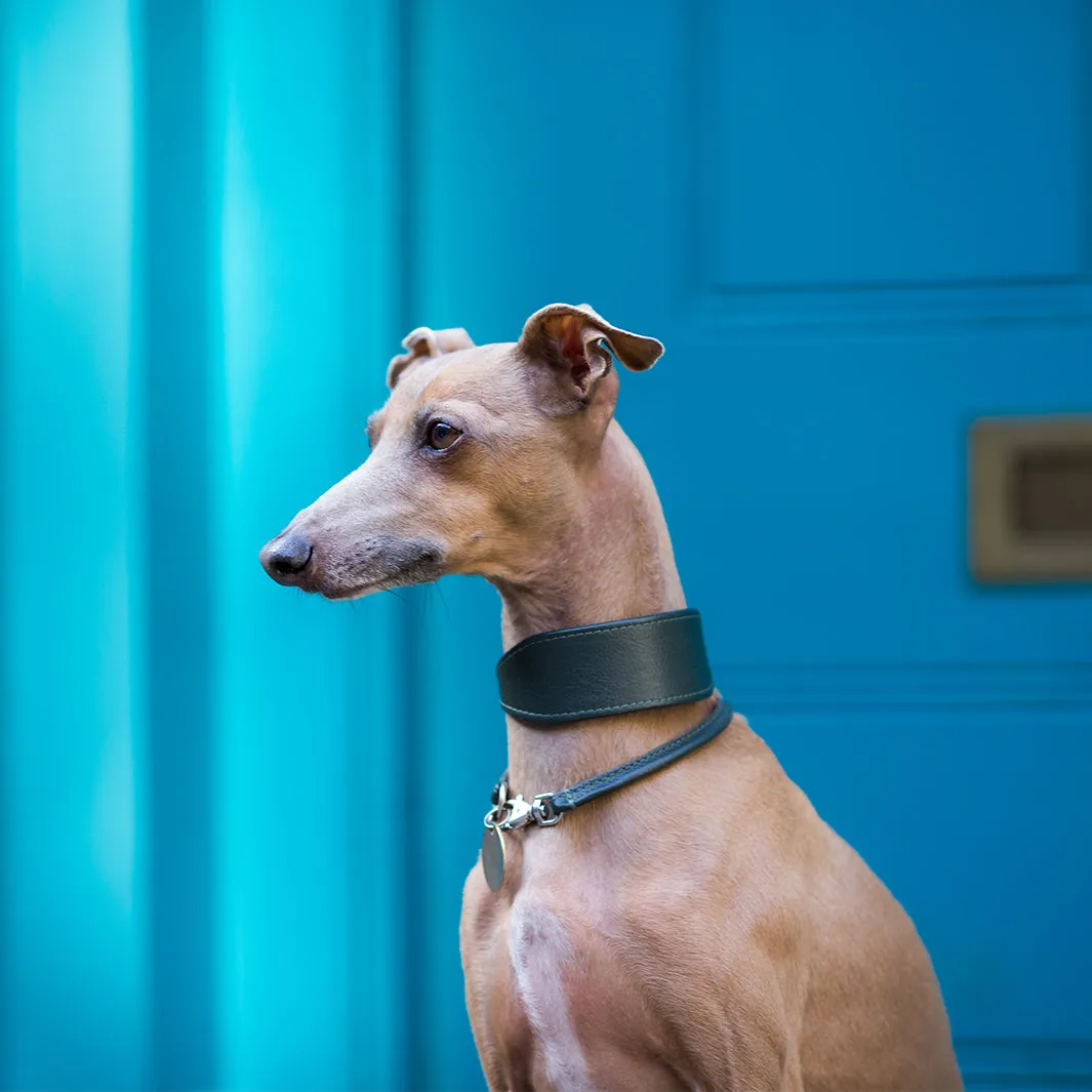 Leather Italian Greyhound Dog Collars by Petiquette