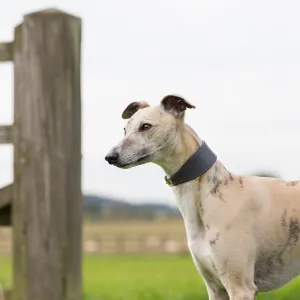 Leather Whippet Collars by Petiquette