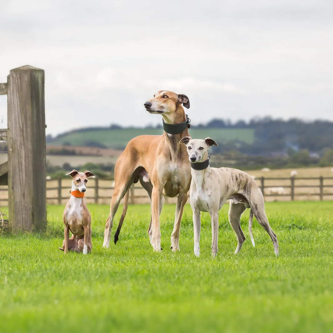 Leather Whippet Collars by Petiquette