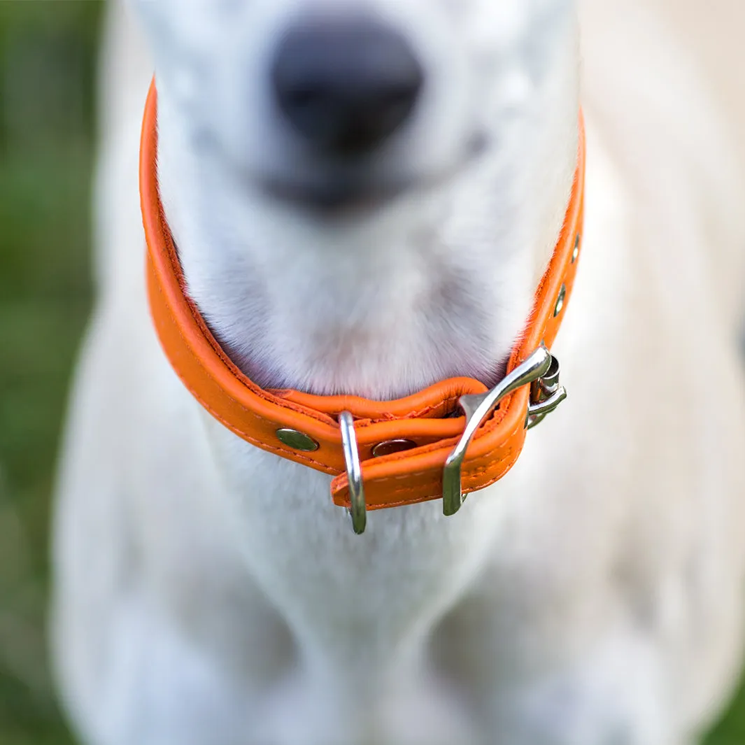 Leather Whippet Collars by Petiquette