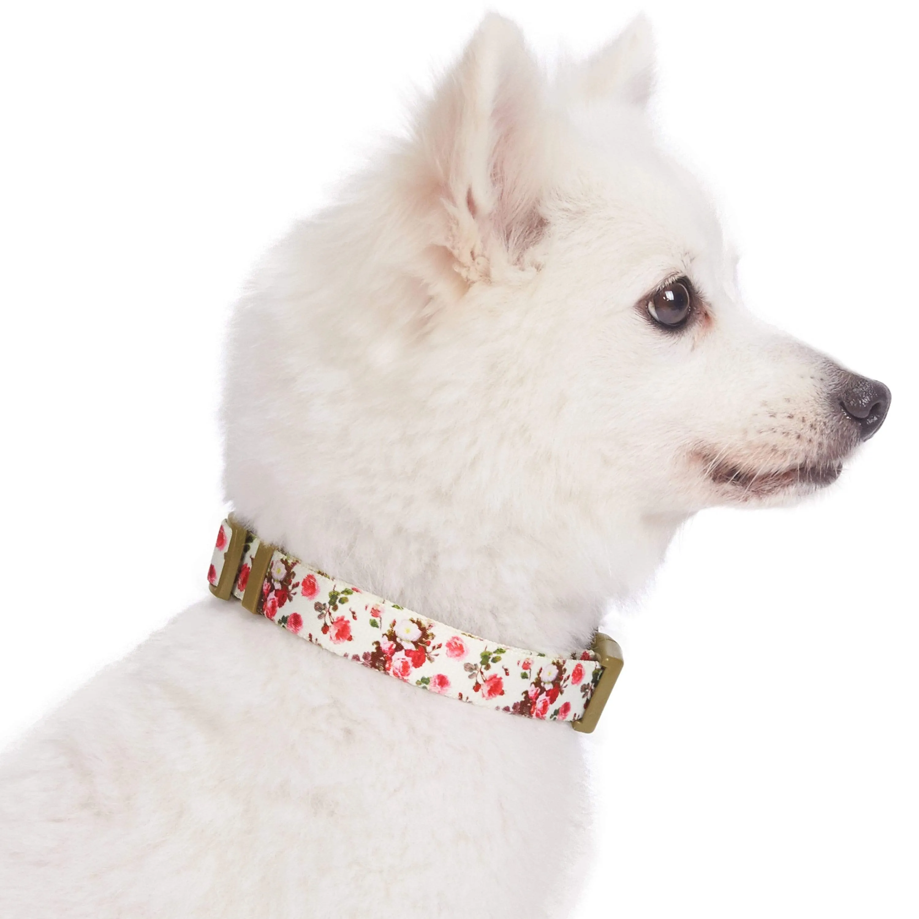 Petal Paws Floral Dog Collar