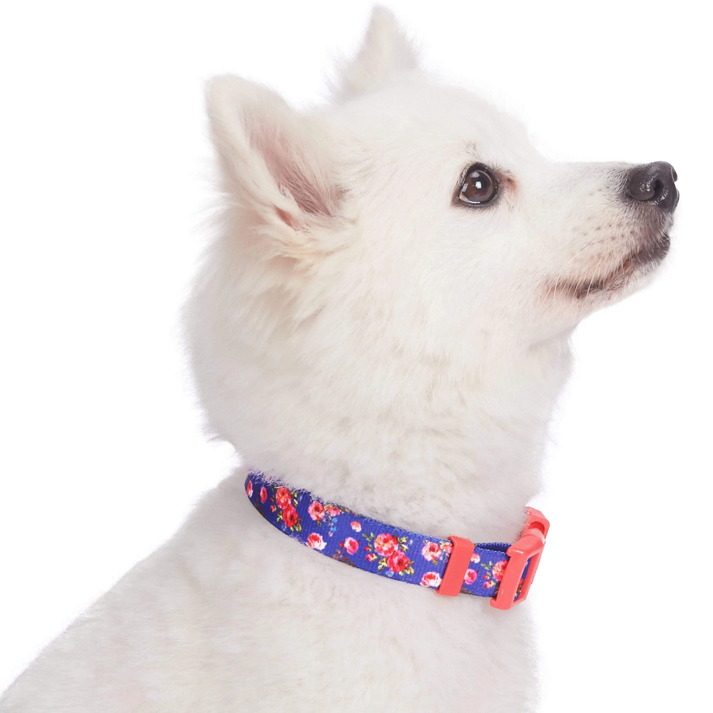 Petal Paws Floral Dog Collar