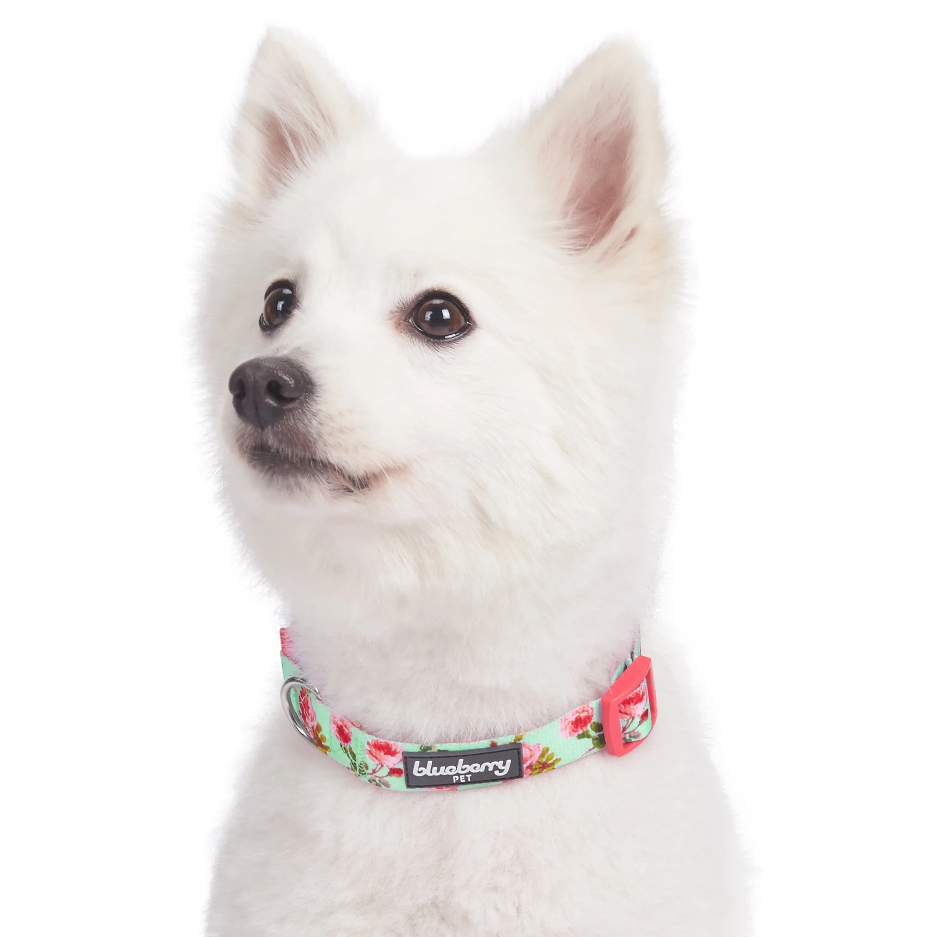 Petal Paws Floral Dog Collar