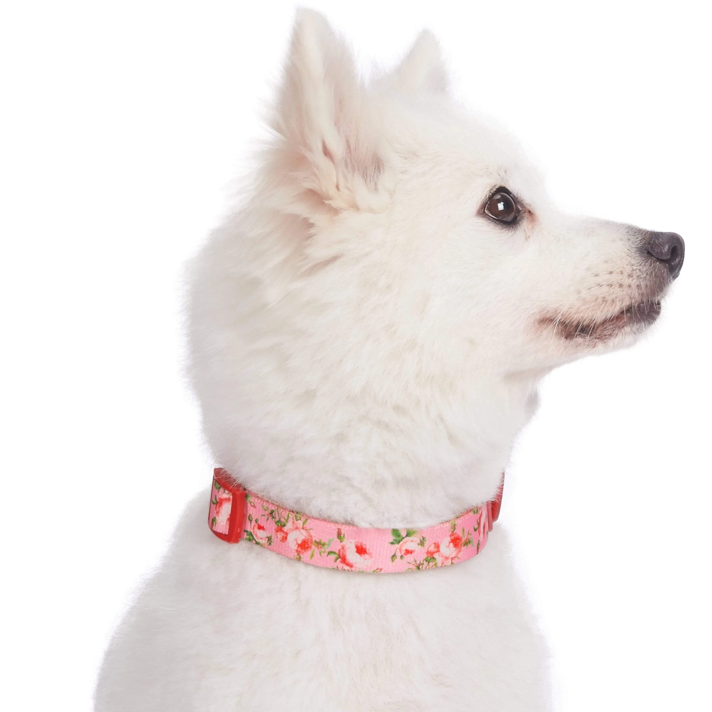 Petal Paws Floral Dog Collar