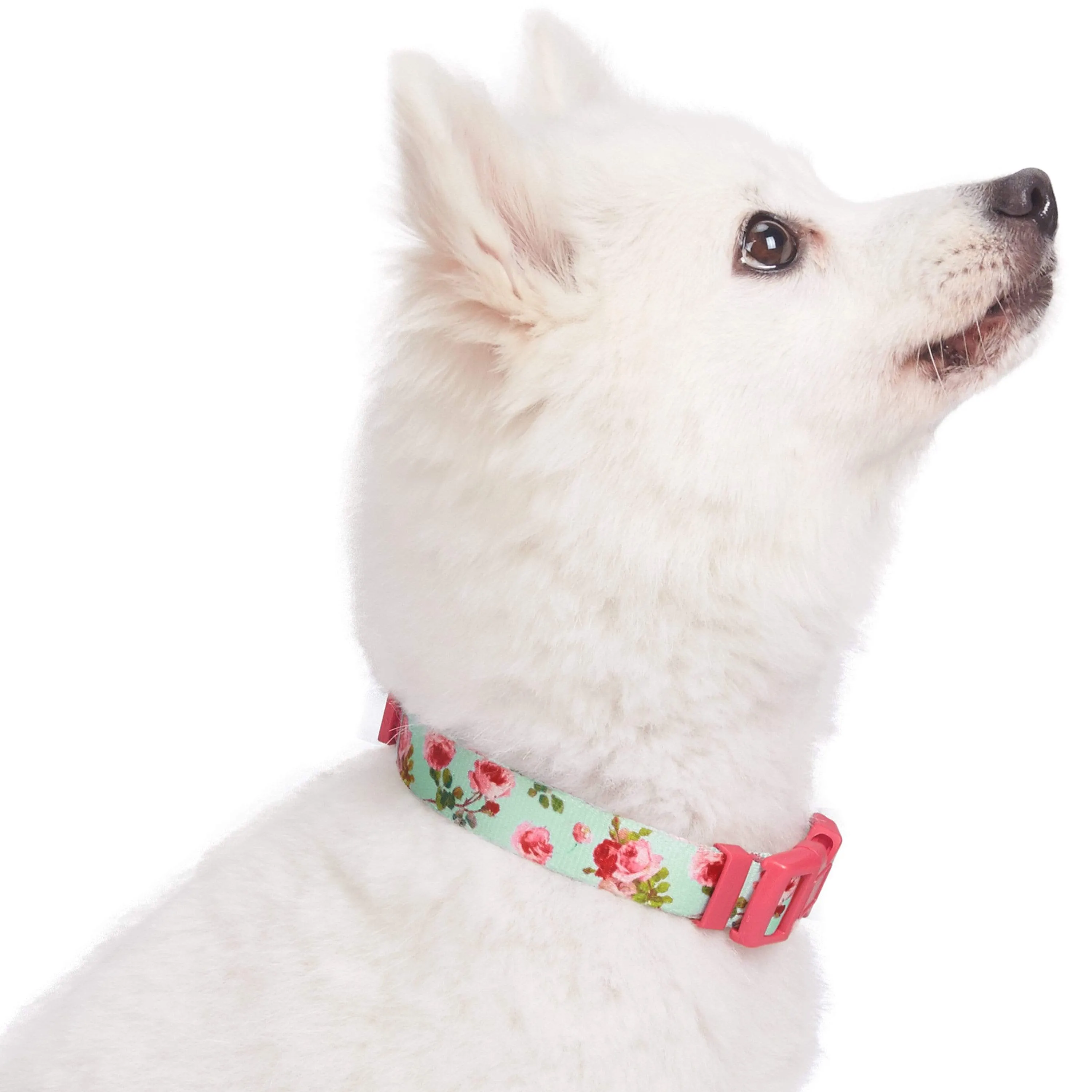 Petal Paws Floral Dog Collar