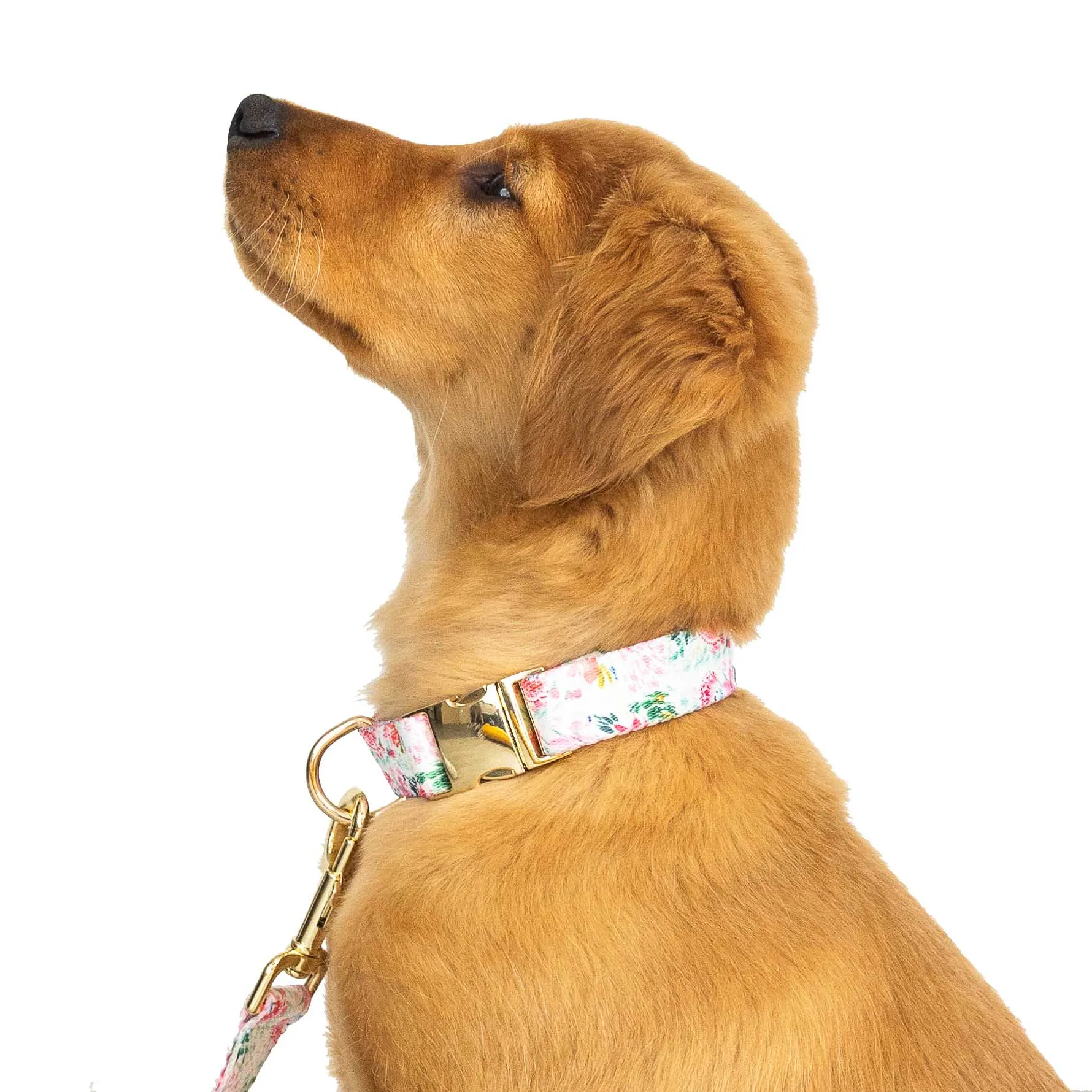 Pink Papyrus Isabella Collar, Floral