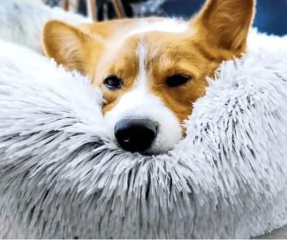Plush Pet Bed - Grey (50cm)