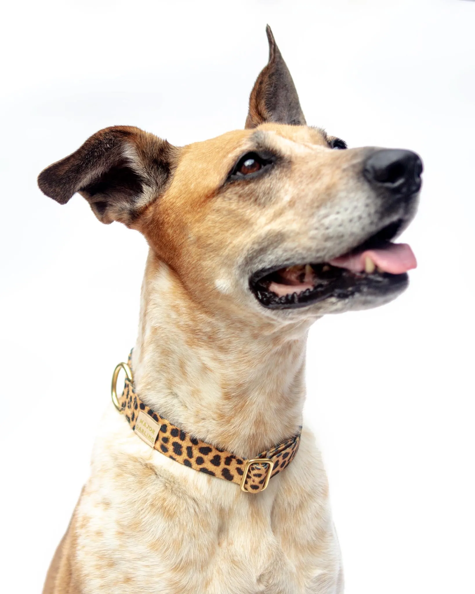 Side-Release Buckle Dog Collar in Leopard